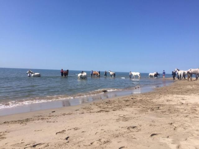 La Salamandre De Camargue Salin-de-Giraud Eksteriør billede